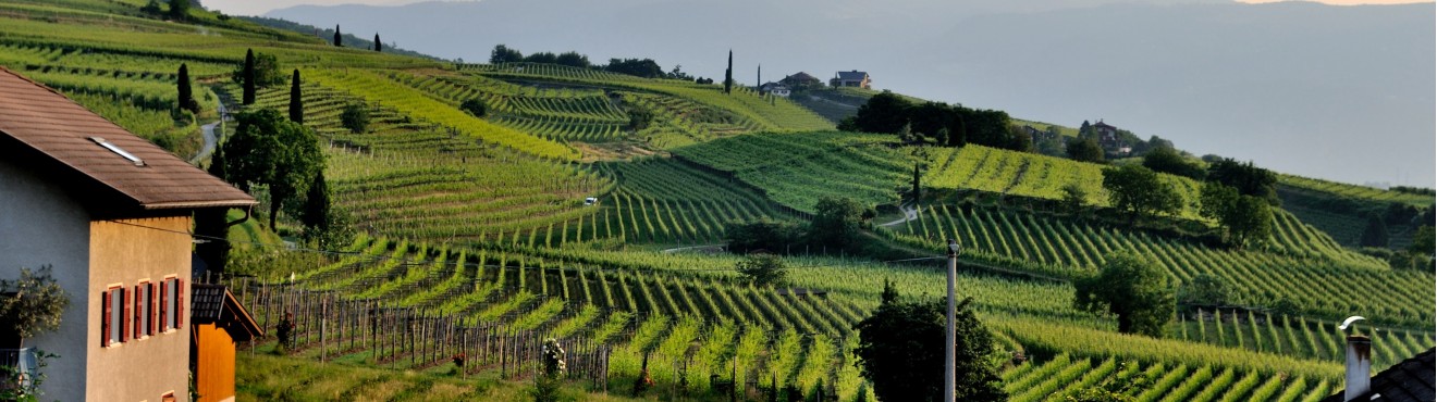 Agriturismi: un esperienza autentica della vita rurale italiana | Agricook